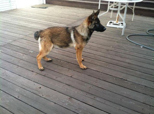 AKC Registered German Shepherd Puppy for Sale in Vallejo, California ...