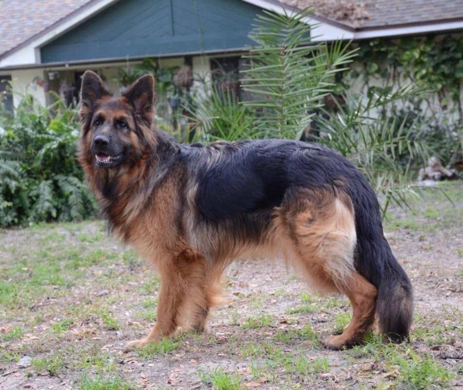 AKC White &  Liver German Shepherds for Sale in Florida