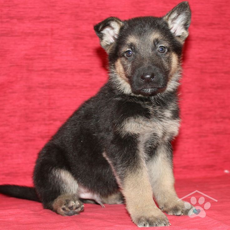 All Black German Shepherd Puppies For Sale In Ohio