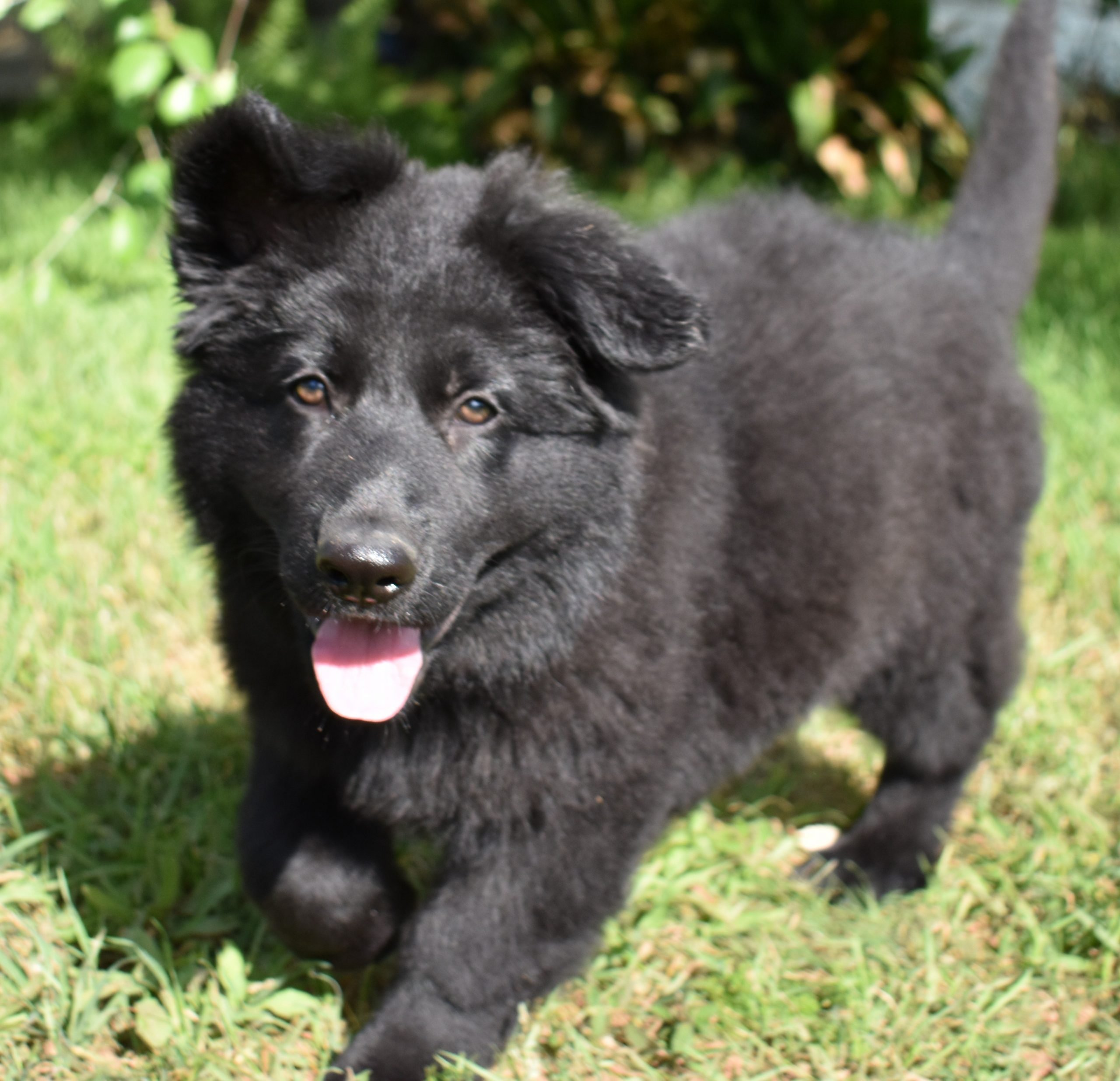 All Black Long Haired German Shepherd Puppies For Sale