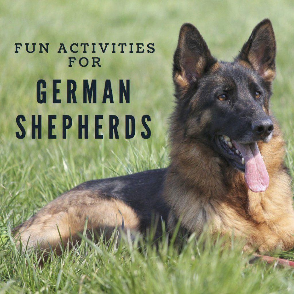 All the things we love about the courageous German Shepherd Puppy # ...