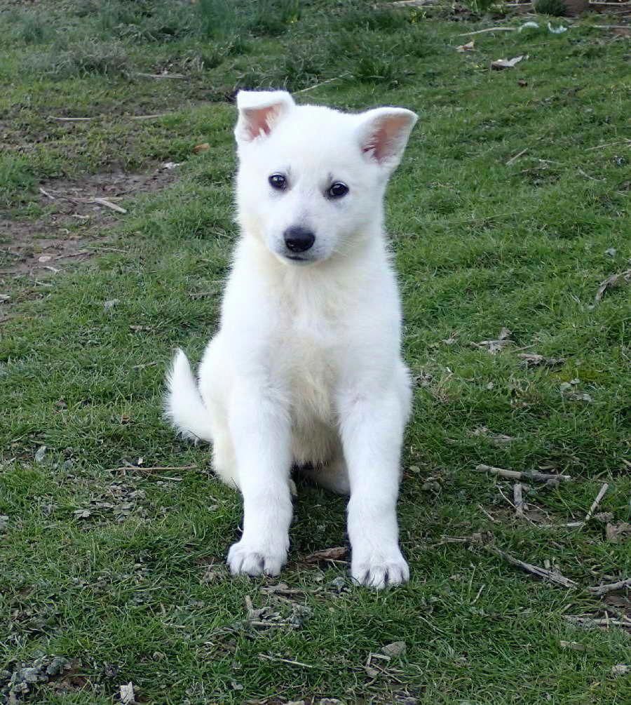 All White German Shepherd Puppies For Sale #Petdogs ...
