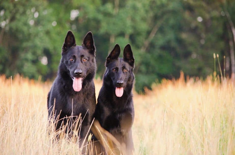 All you need to know about German Shepherds
