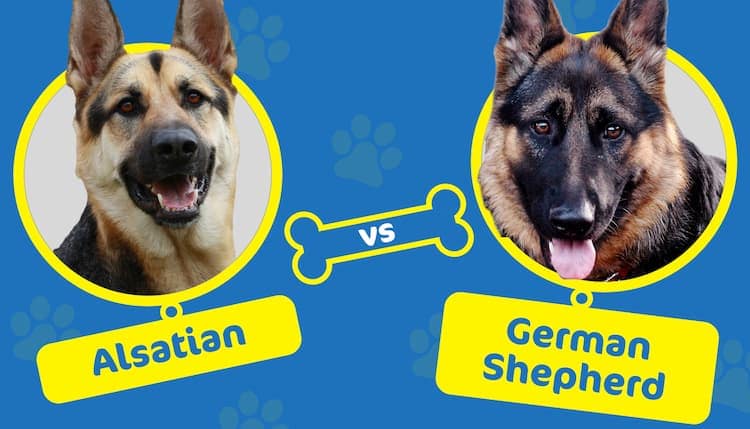 Alsatian vs. German Shepherd Dogs: What