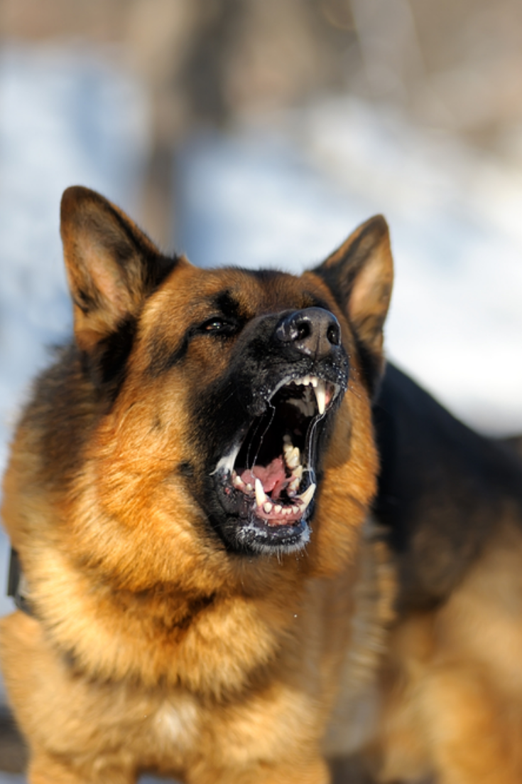 Angry dangerous shepherd dog protection barking attacks ...