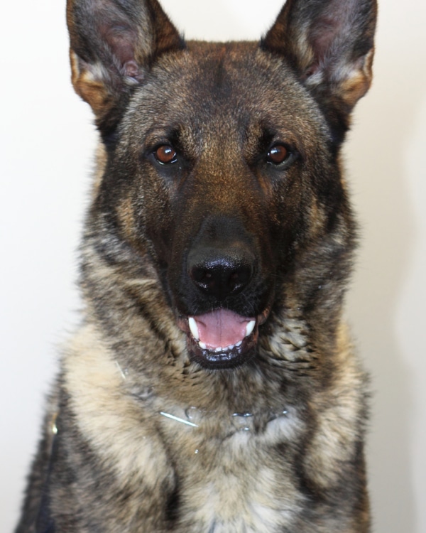 Archer: Male Sable Protection Trained German Shepherd Sold in Houston ...