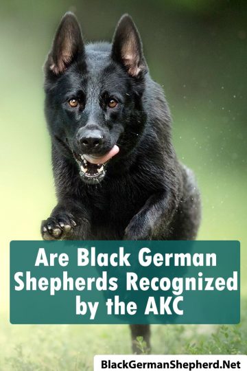 Are Black German Shepherds Recognized by the AKC