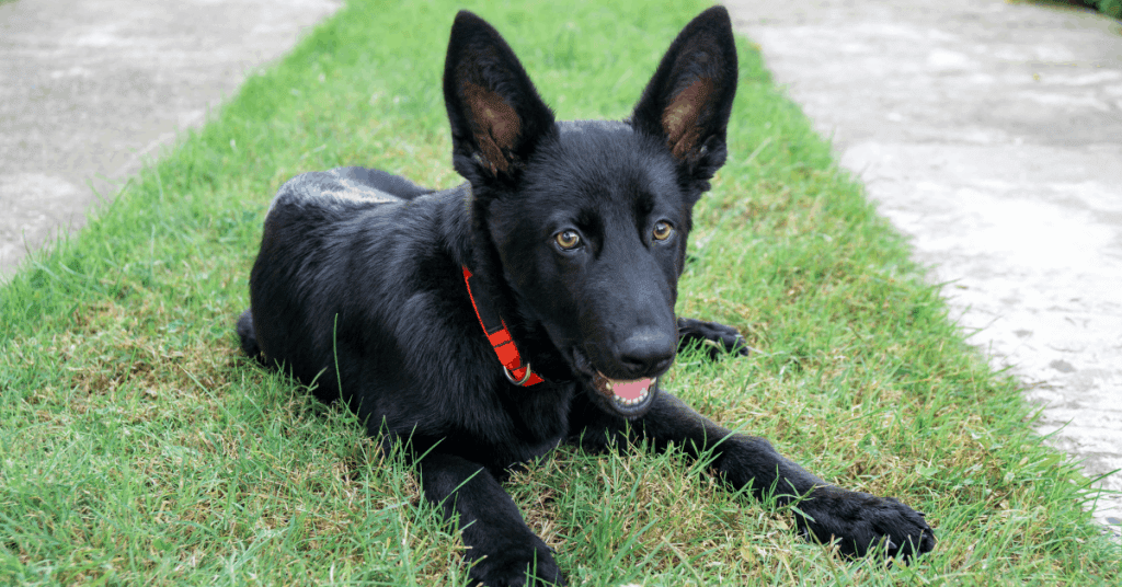 Are German Shepherd Puppies Born Black? Facts and Myths ...
