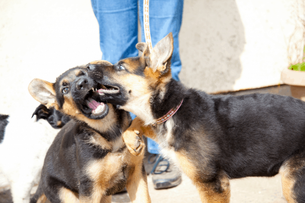Are German Shepherd Puppies Hyper? How to Calm Your Pup ...