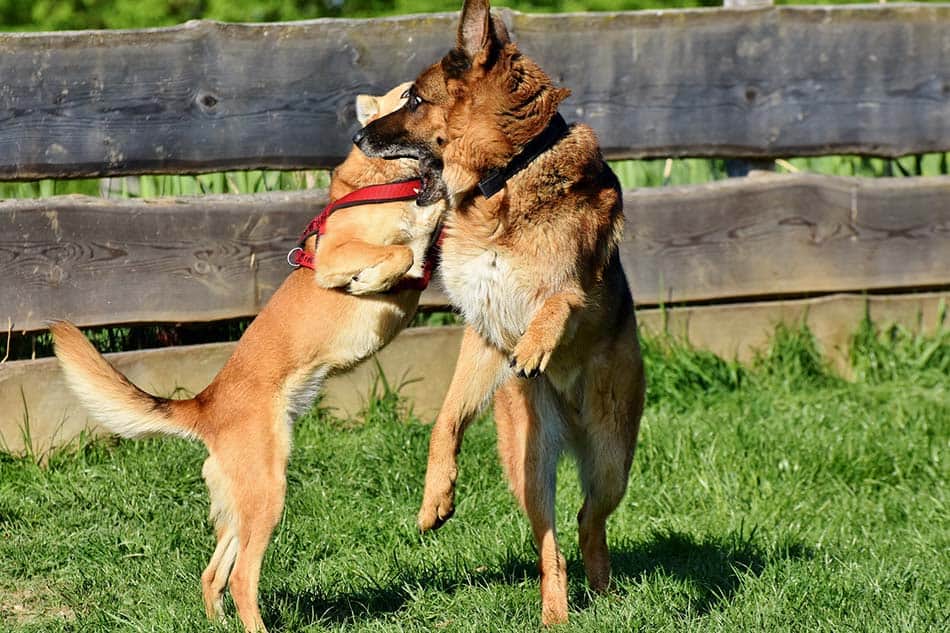 Are German Shepherds Aggressive Dogs [Yes &  No]