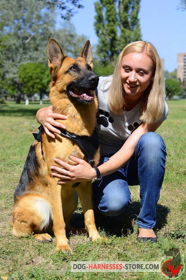 Are German Shepherds difficult to train?