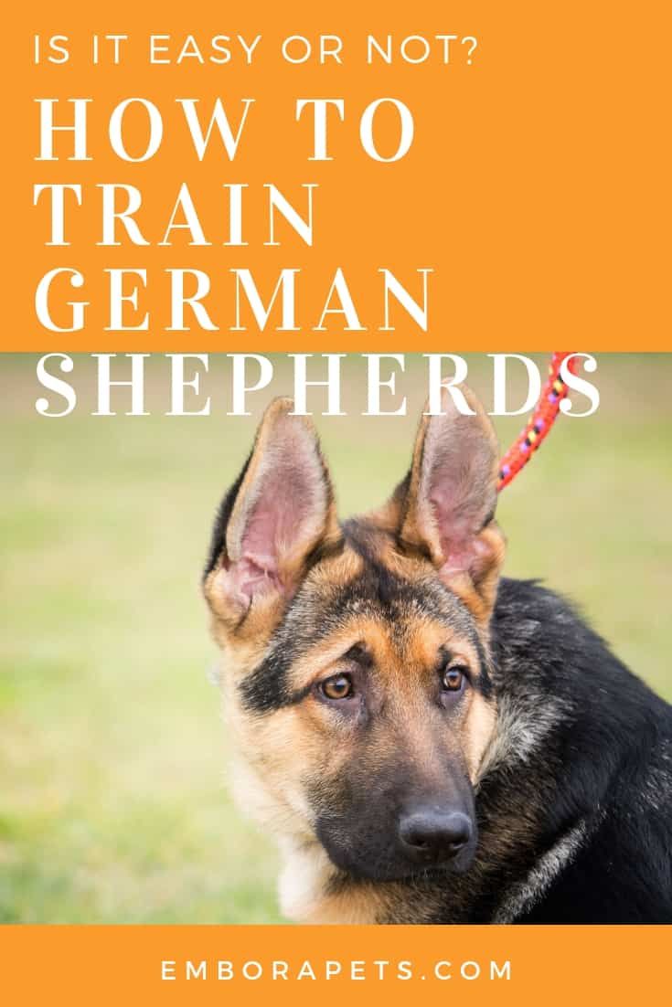 Are German Shepherds Easy to Train?  Embora Pets