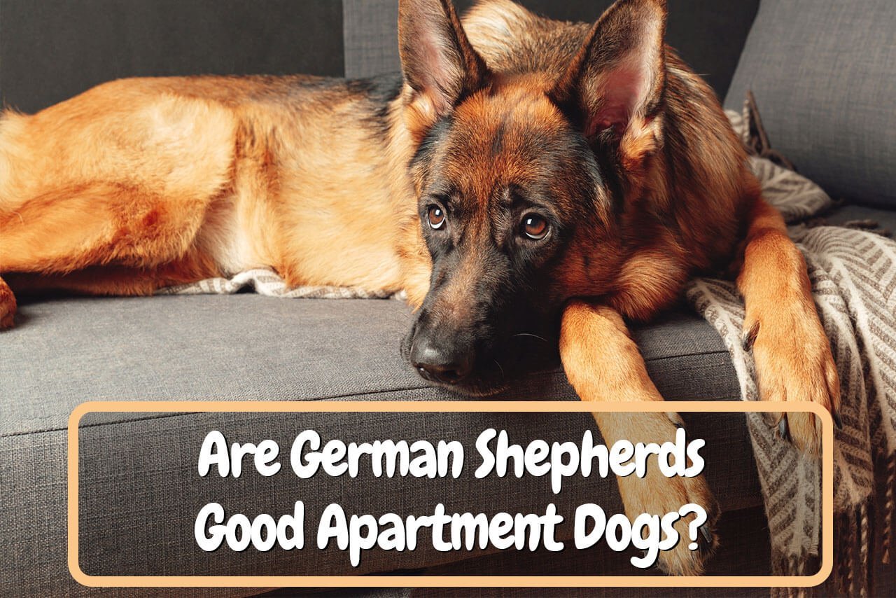 Are German Shepherds Good Apartment Dogs?