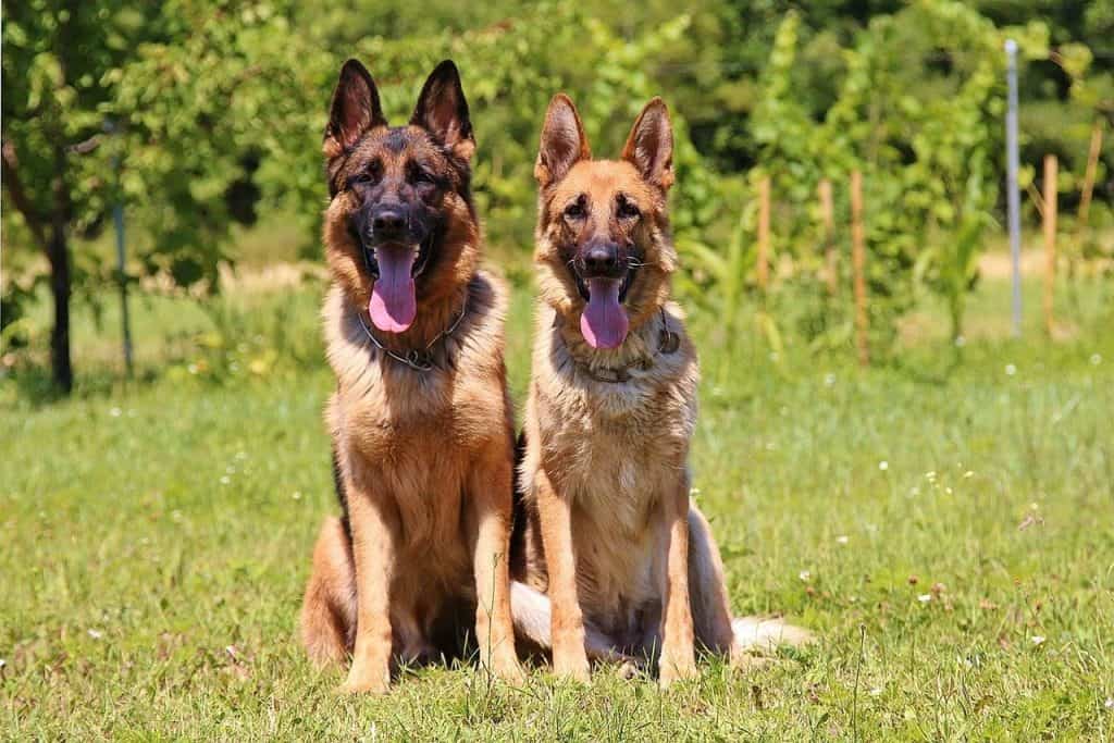 Are German Shepherds Good Family Dogs?