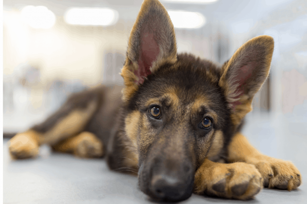 Are German Shepherds Good First Dogs? Prepare Yourself ...