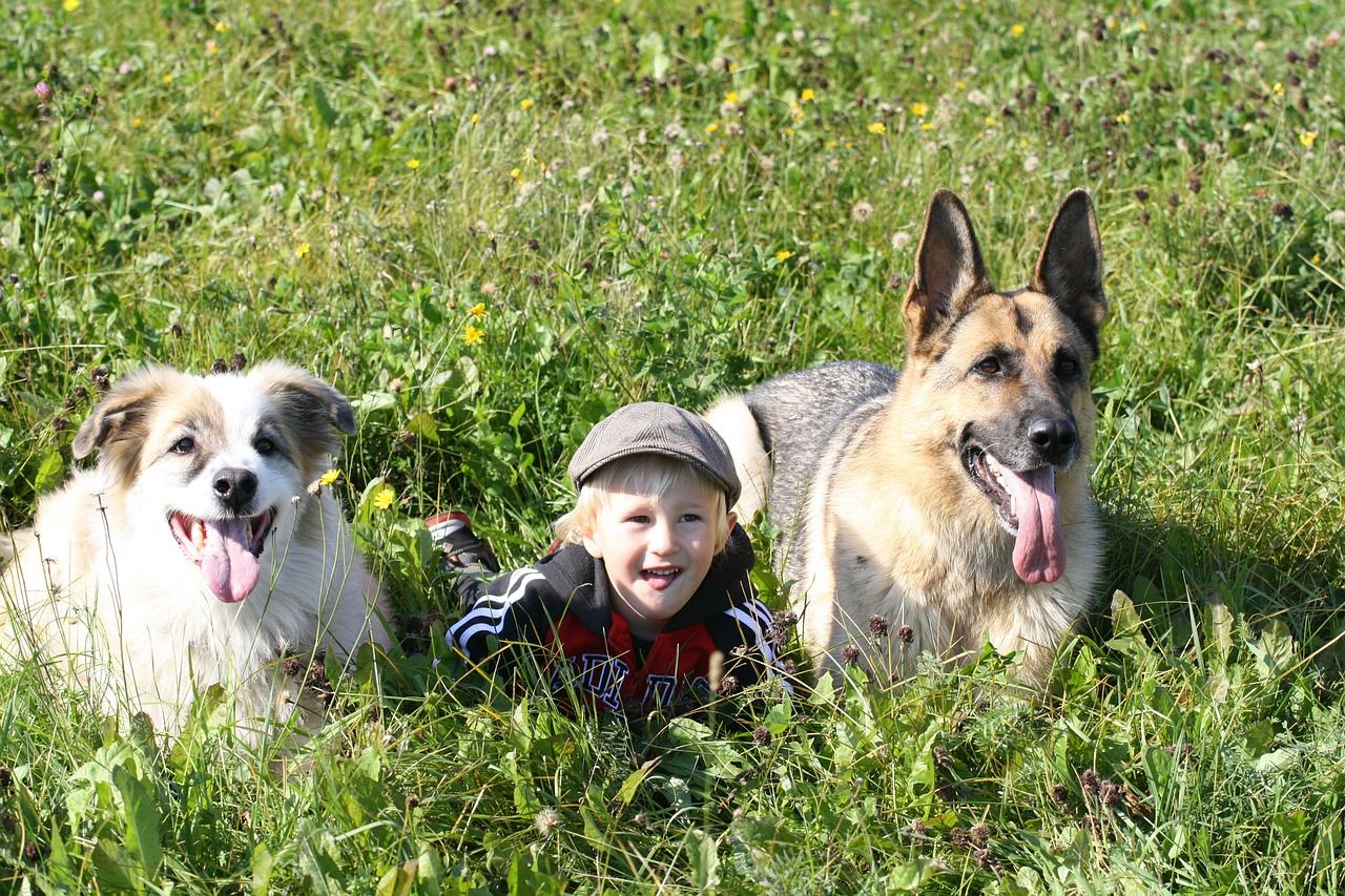 Are German Shepherds Good With Babies, Kids, Families ...