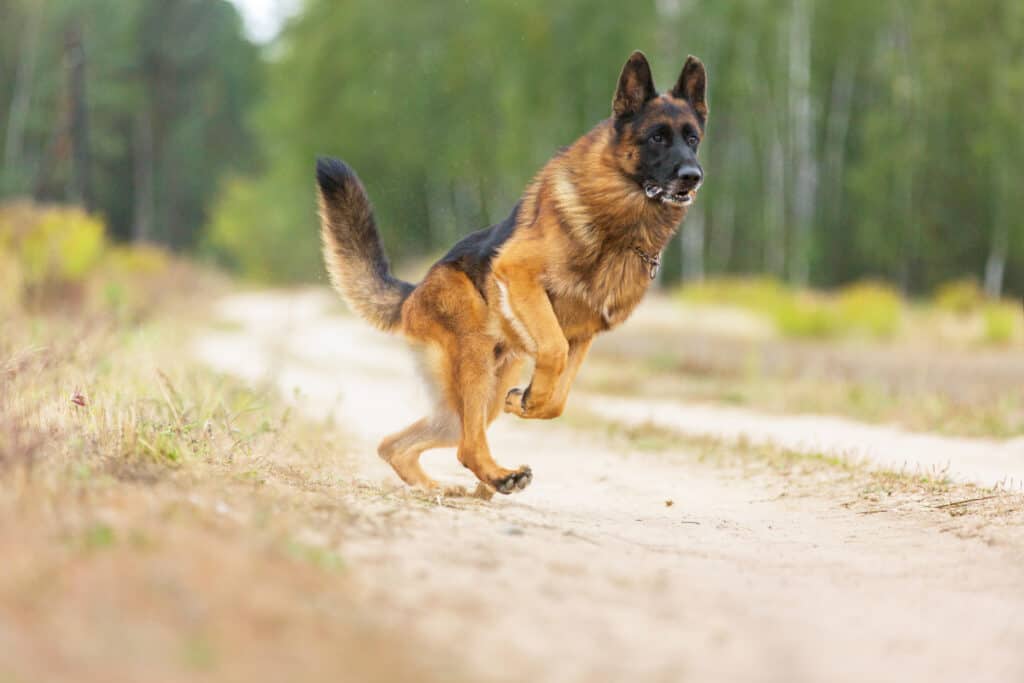 Are German Shepherds Good With Other Dogs?