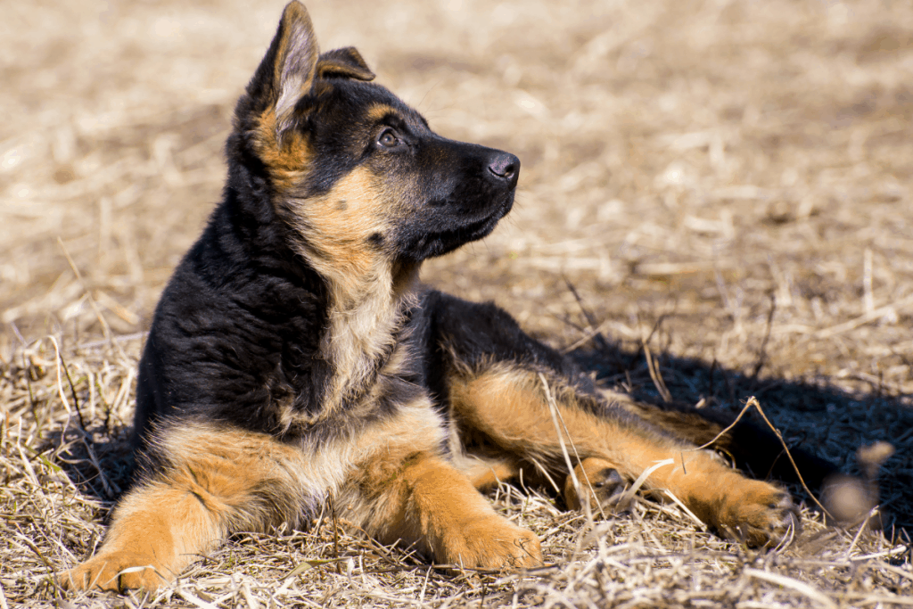 Are German Shepherds Good With Small Dogs? Tips &  Tricks ...