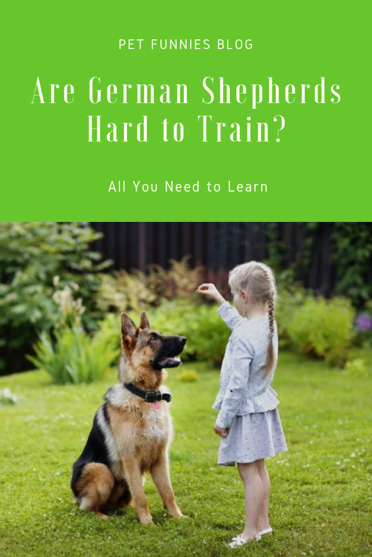 Are German Shepherds Hard to Train? All You Need to Learn ...