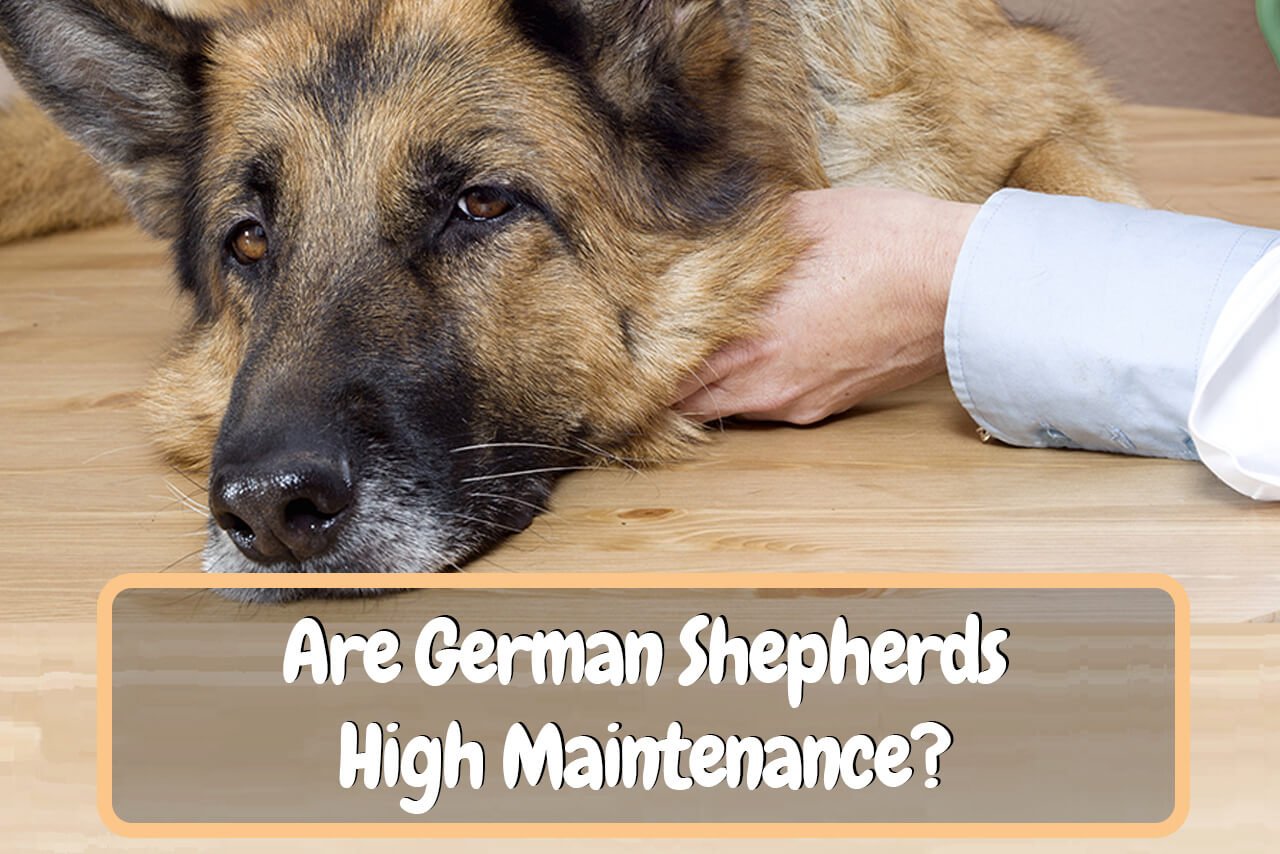 Are German Shepherds High Maintenance?