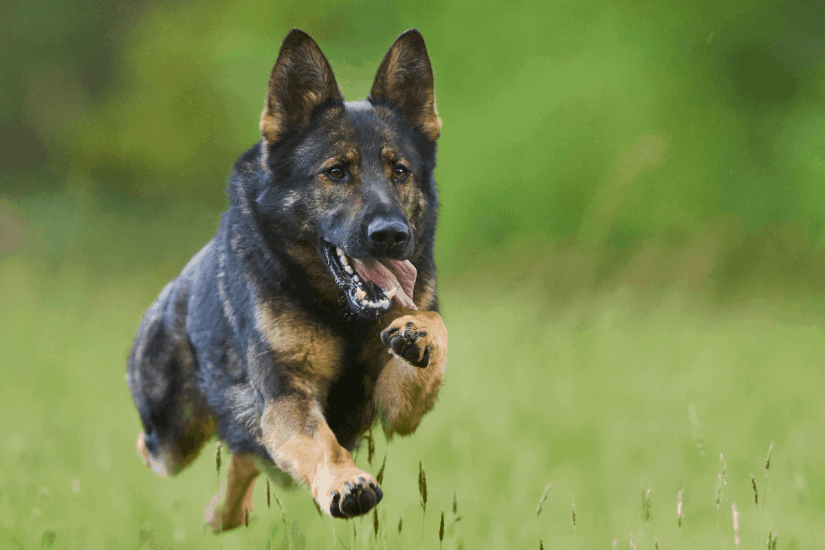 Are German Shepherds High Maintenance? Important Facts to ...