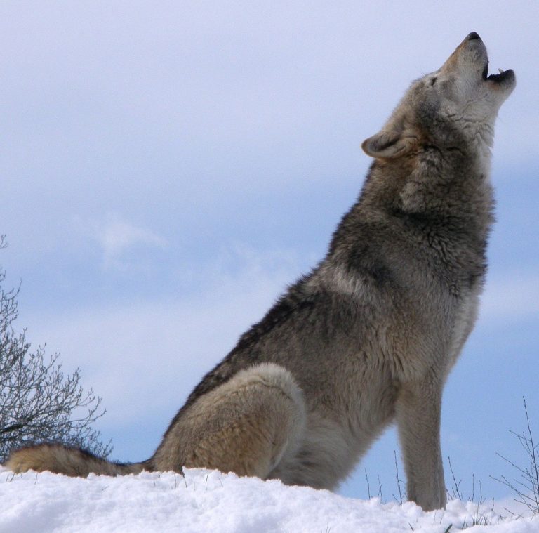 Are German Shepherds Part Wolf?