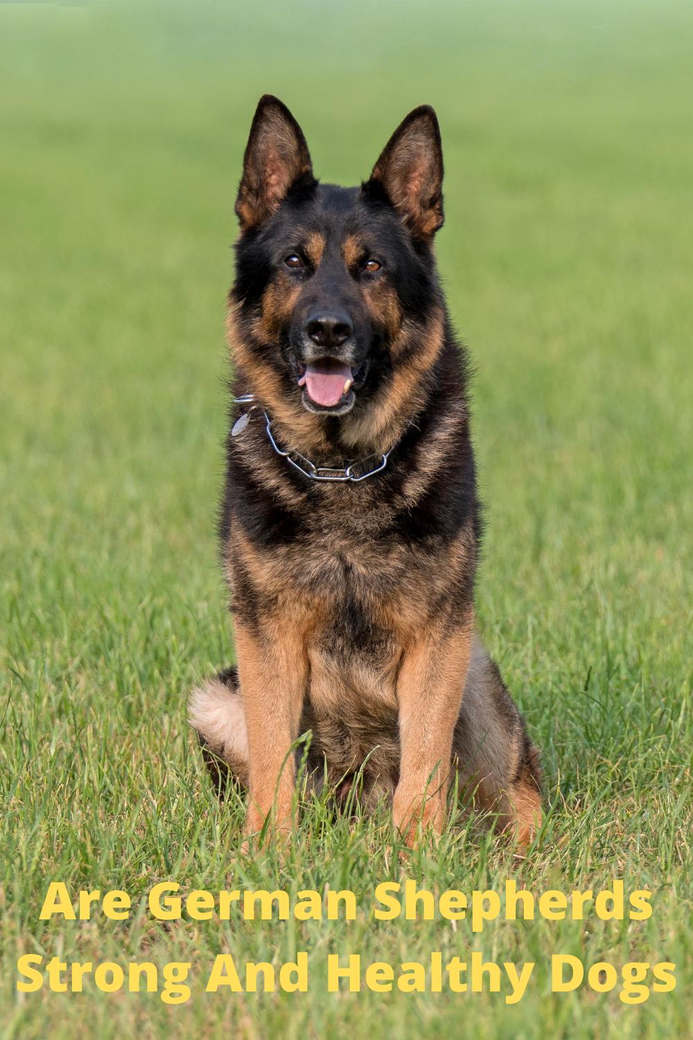 Are German Shepherds Strong And Healthy Dogs?