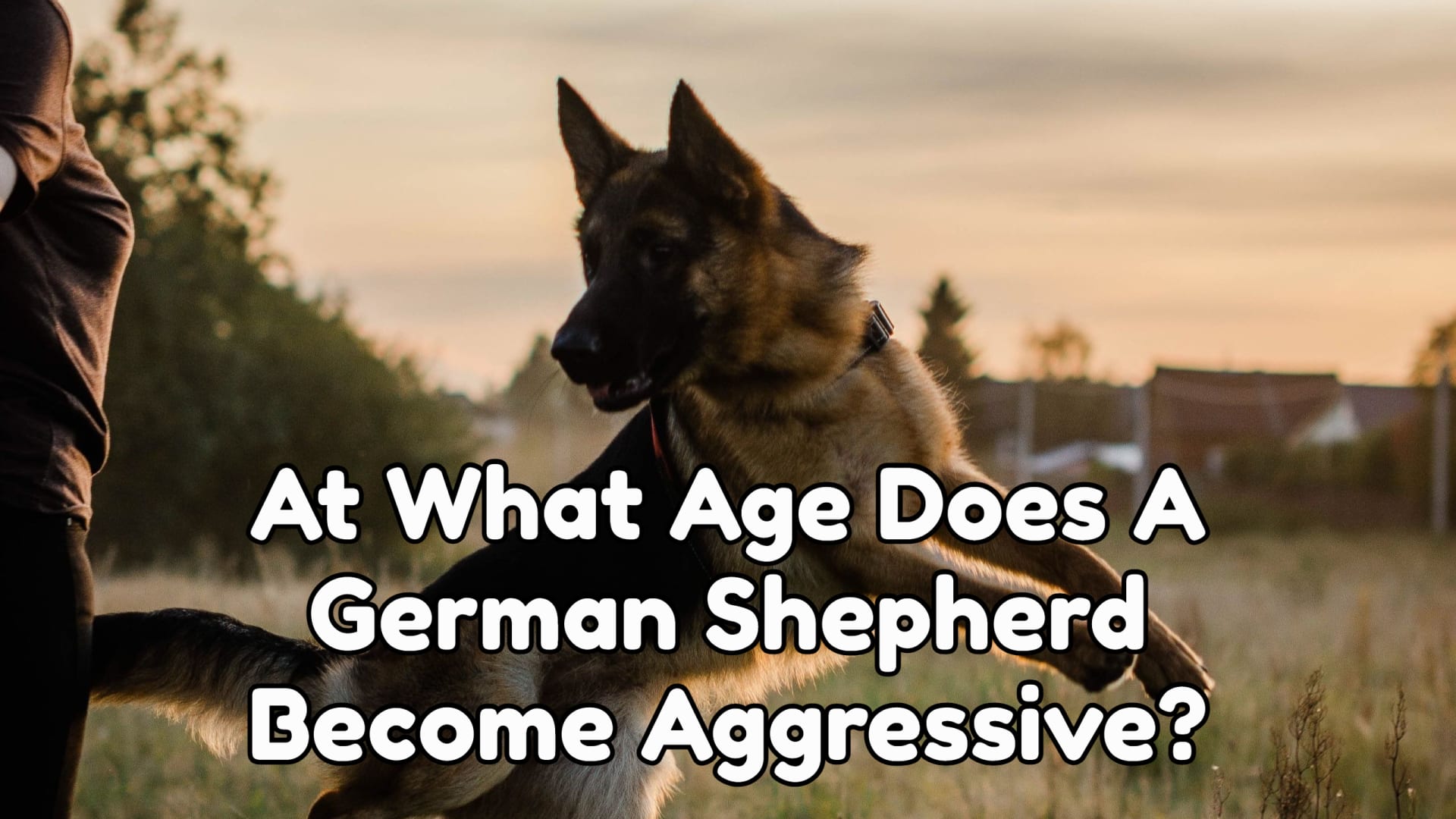 At What Age Does A German Shepherd Become Aggressive?