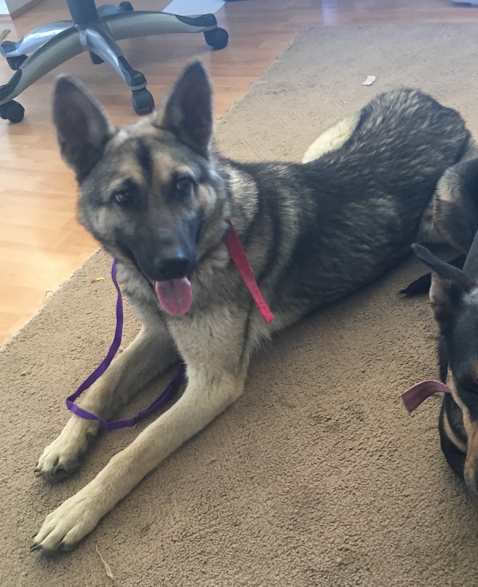 Available Dogs « Carolina German Shepherd Rescue