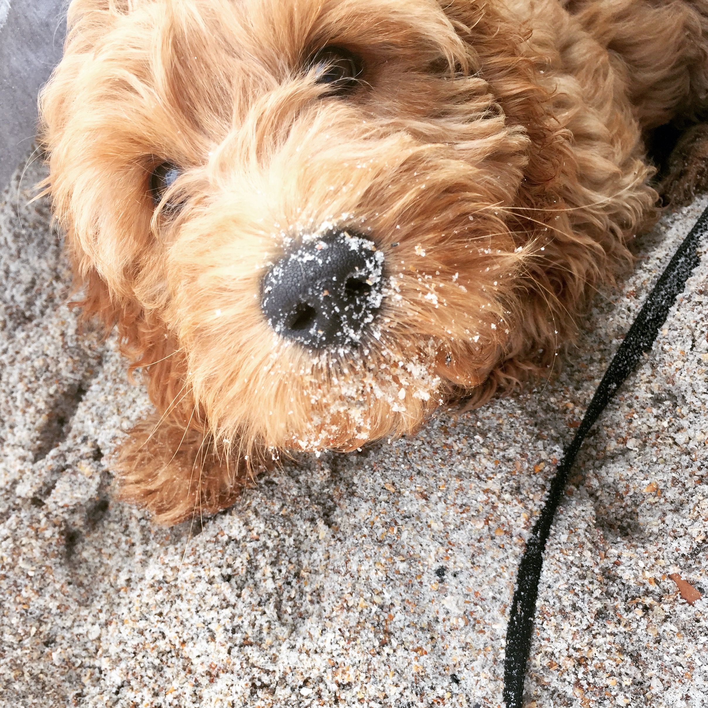 Available Goldendoodle Puppies Ontario