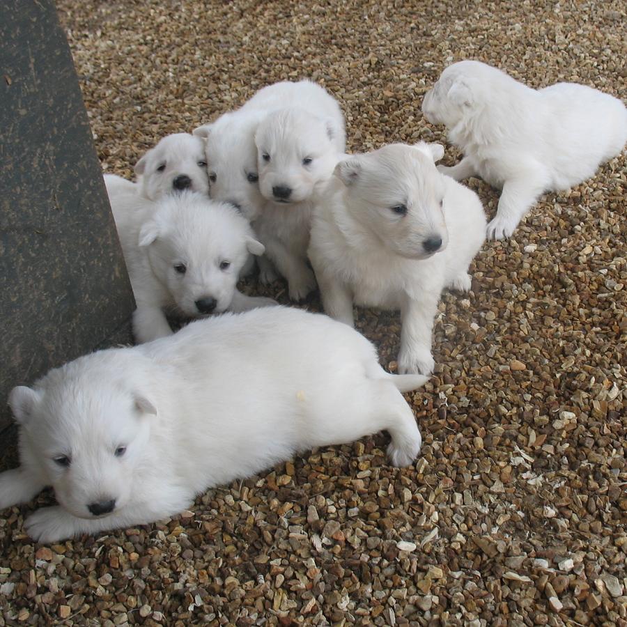 Available Puppies