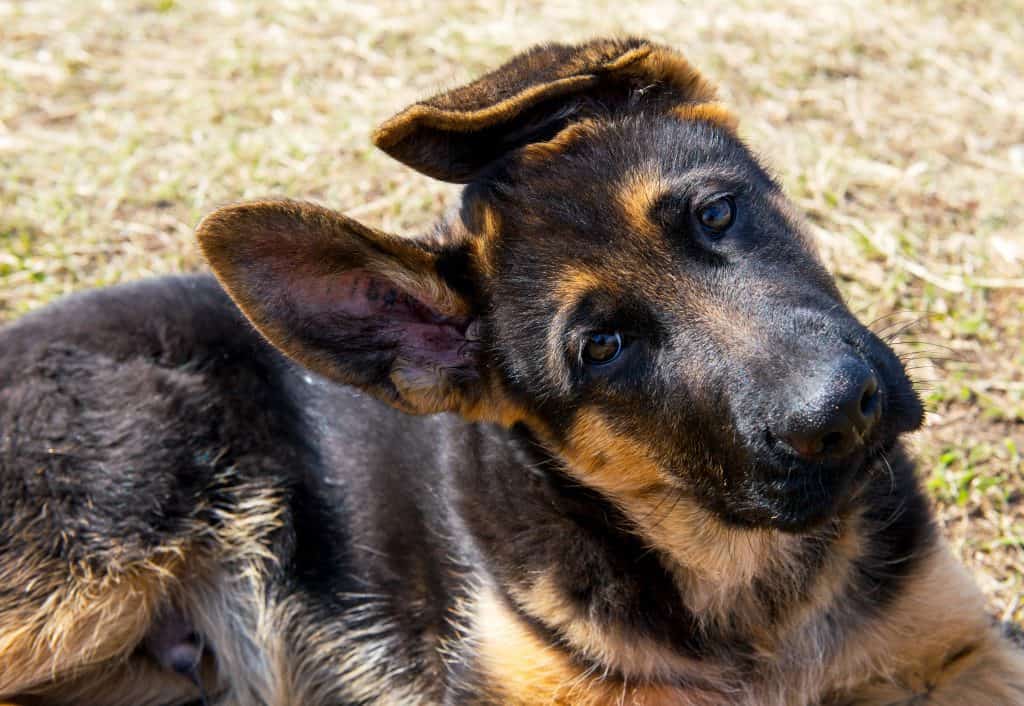 Average Cost of Buying a German Shepherd (With 21 Examples ...