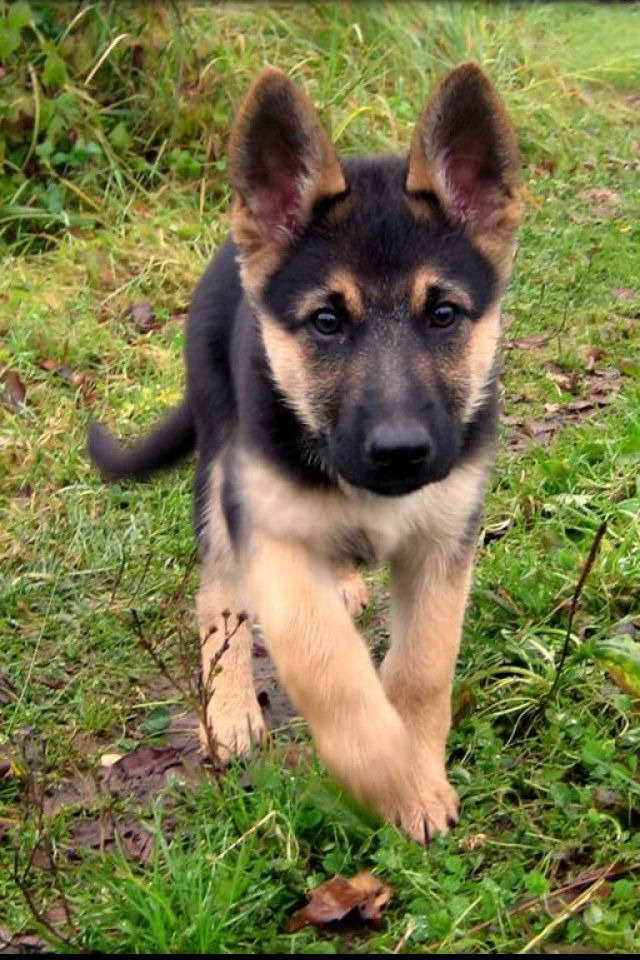 Baby German Shepherd For Adoption