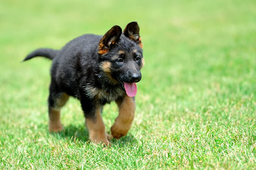 Baby German Shepherd Puppy Picture ... 0058