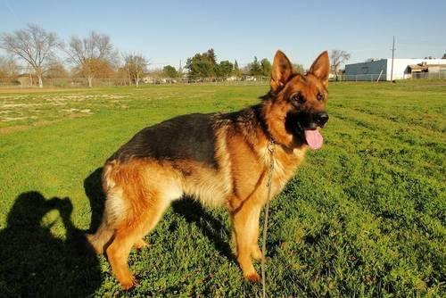 Beautiful AKC German Shepherd pups Champion bloodline for Sale in ...