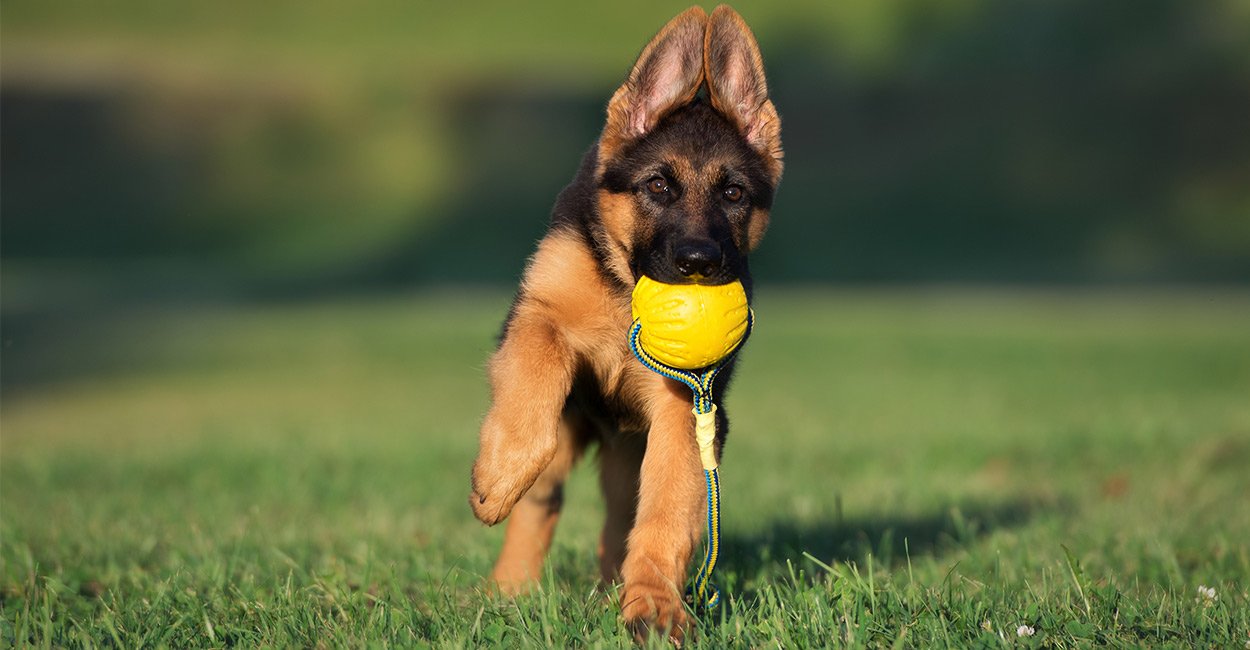 Best Chew Toys For German Shepherds