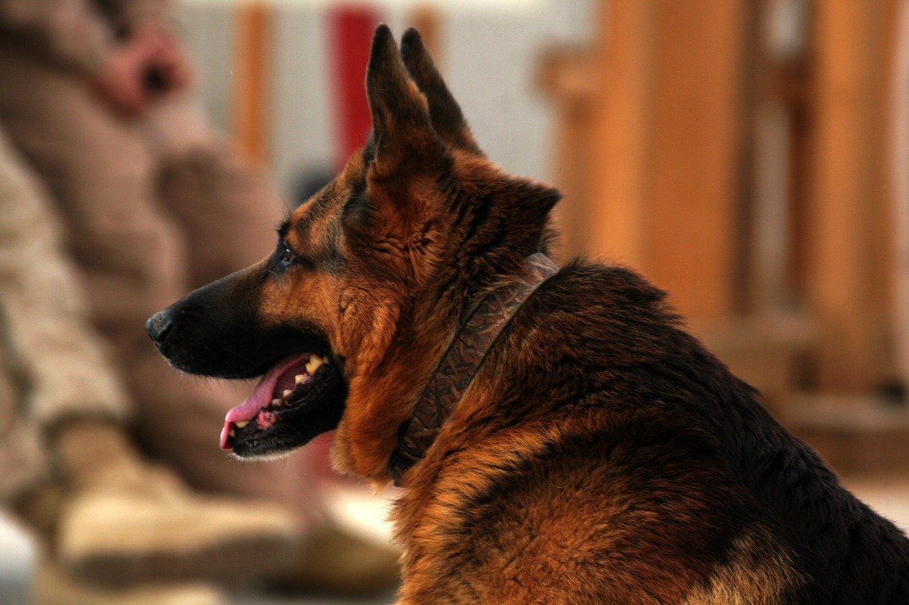 Best Collars For German Shepherd Dogs & Puppies
