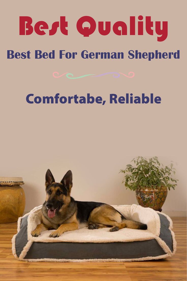 Best Dog Bed For German Shepherd in 2020