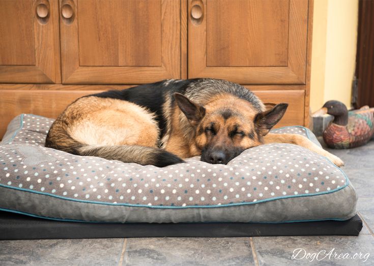 Best Dog Bed for German Shepherd: Ultimate Buying Guide &  Reviews ...