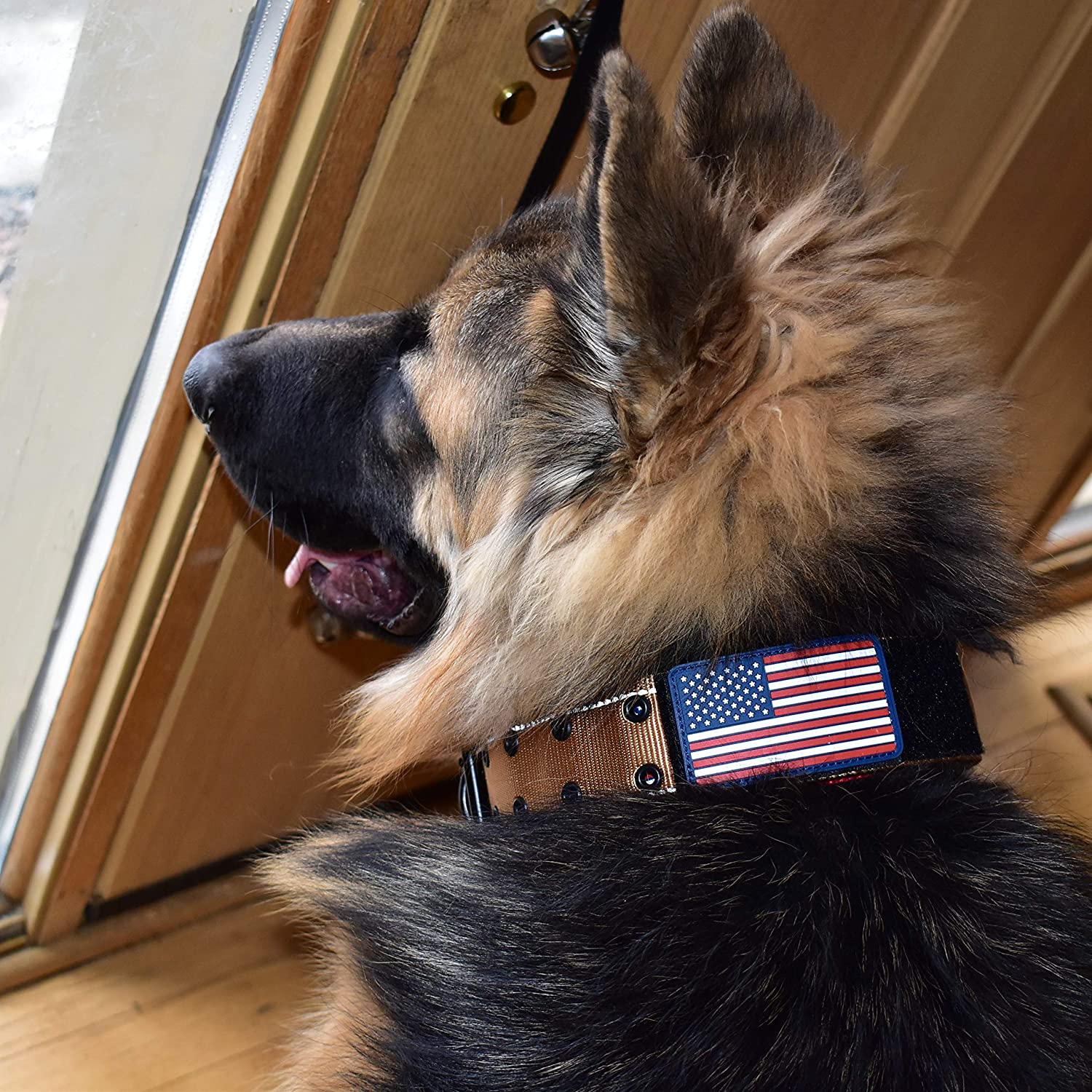 Best Dog Collars For German Shepherds