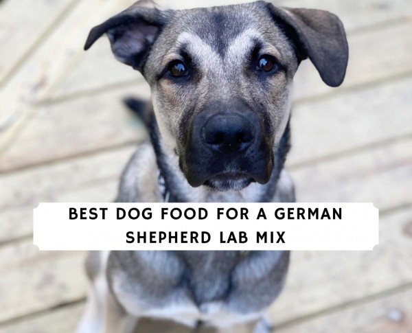 Best Dog Food for a German Shepherd Lab Mix! (2021) We ...