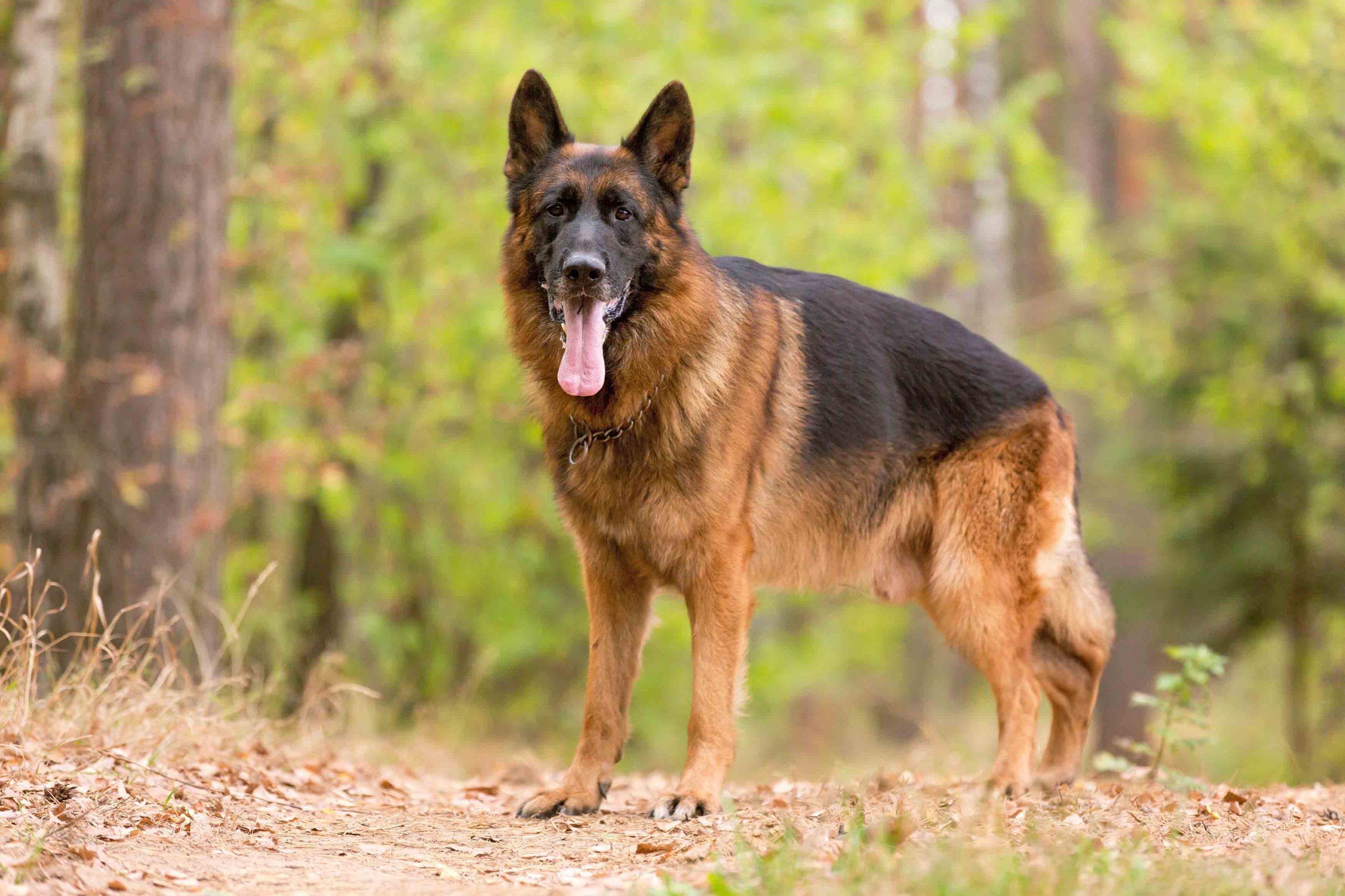 Best Dog Food for an German Shepherd Dog with a Sensitive ...