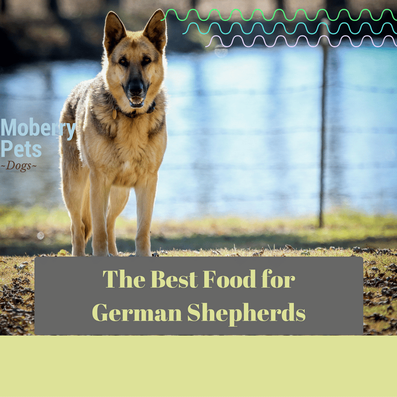 Best Dog Food for German Shepherd