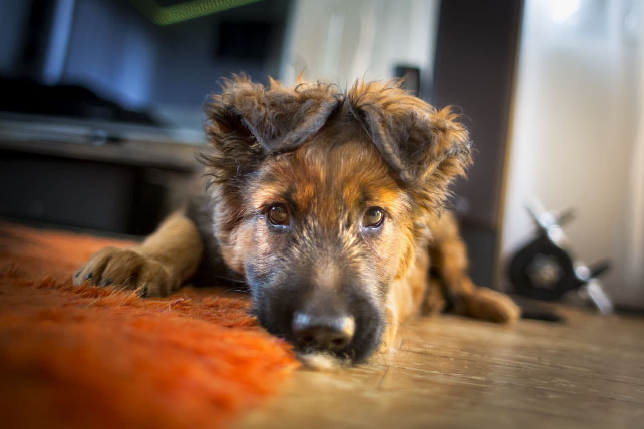 Best Dog Food for German Shepherd Puppies