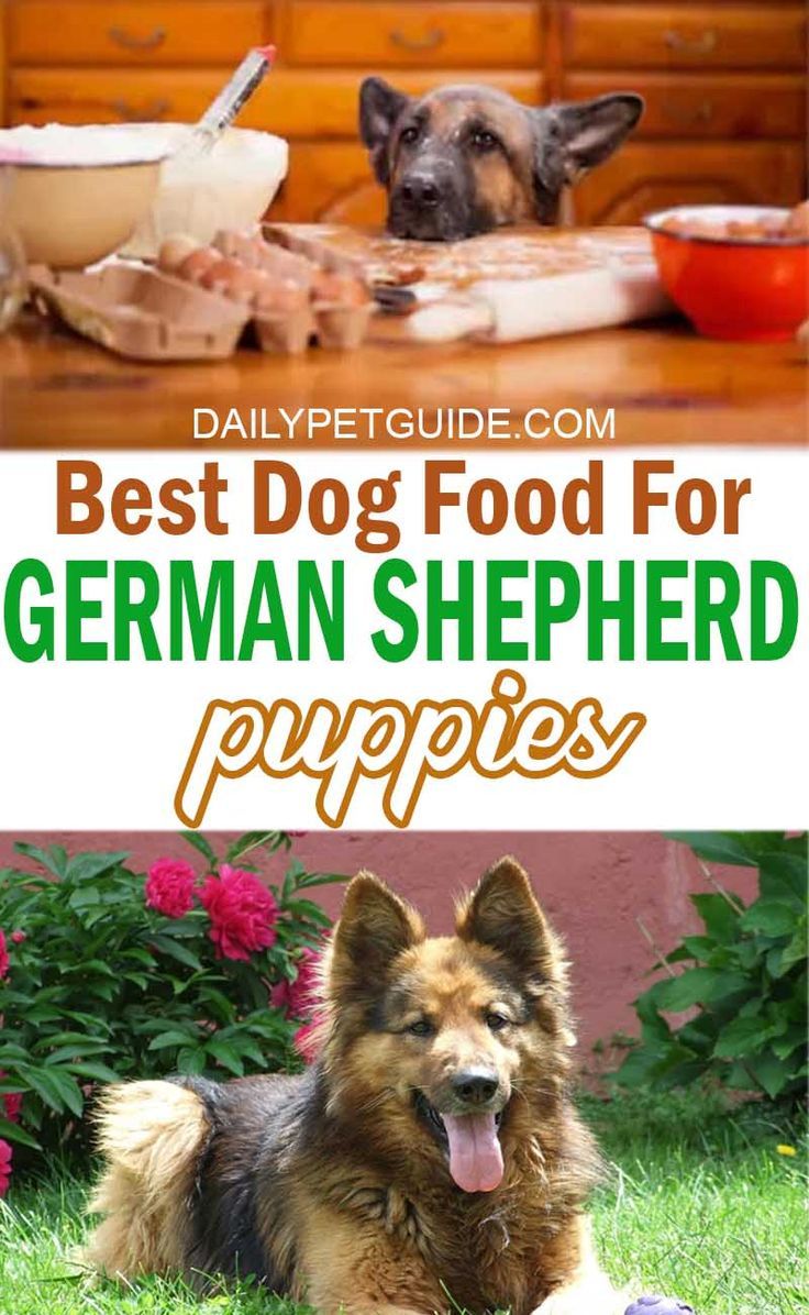 Best Dog Food For German Shepherd Puppies