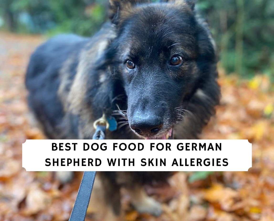 Best Dog Food for German Shepherds with Skin Allergies (2021) We Love ...