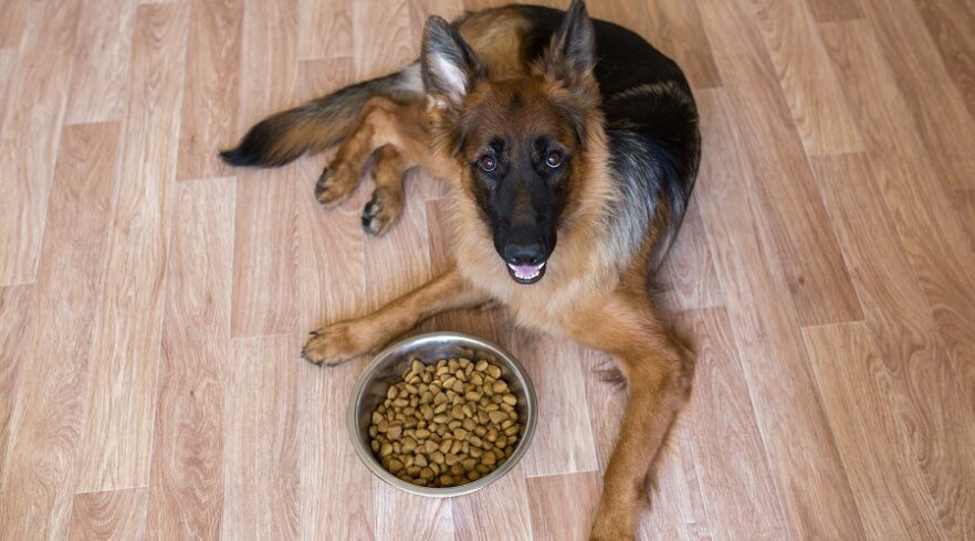 Best Dog Foods For German Shepherds: Puppies, Adults &  Seniors