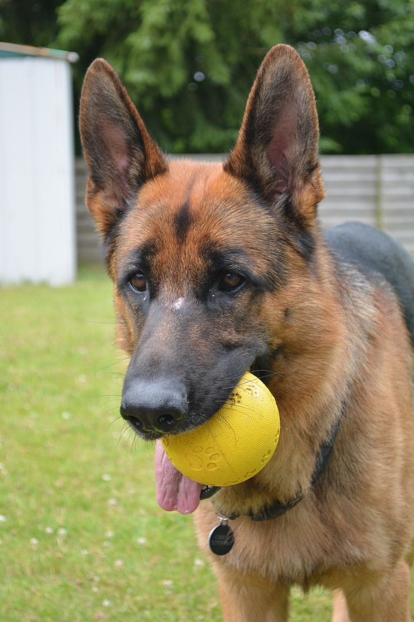 Best Dog Toys For German Shepherd Dogs &  Puppies