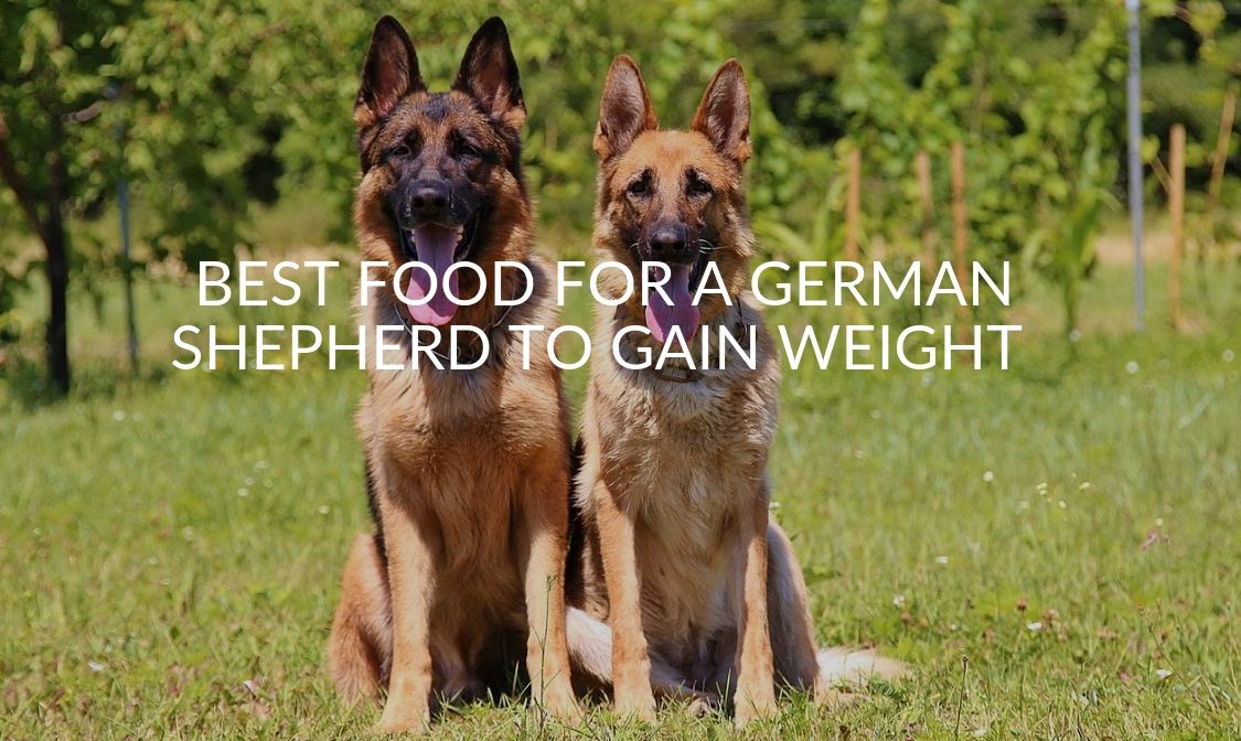 Best Food For A German Shepherd To Gain Weight (Top 5 ...