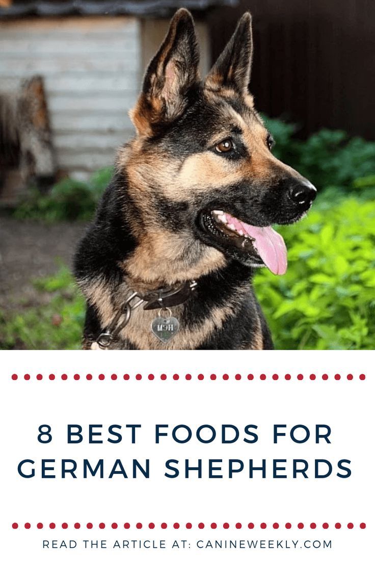 Best Food For German Shepherd Puppy To Gain Weight